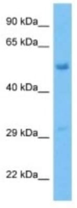 PLEKHO2 Rabbit anti-Mouse, Polyclonal, Novus Biologicals 100 &mu;g; Unconjugated:Antibodies,